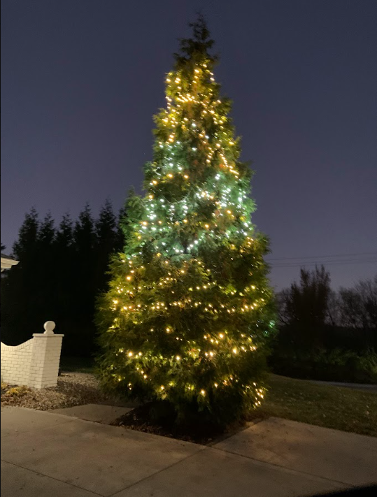 Evergreen tree wrapped in warm white holiday lights at dusk